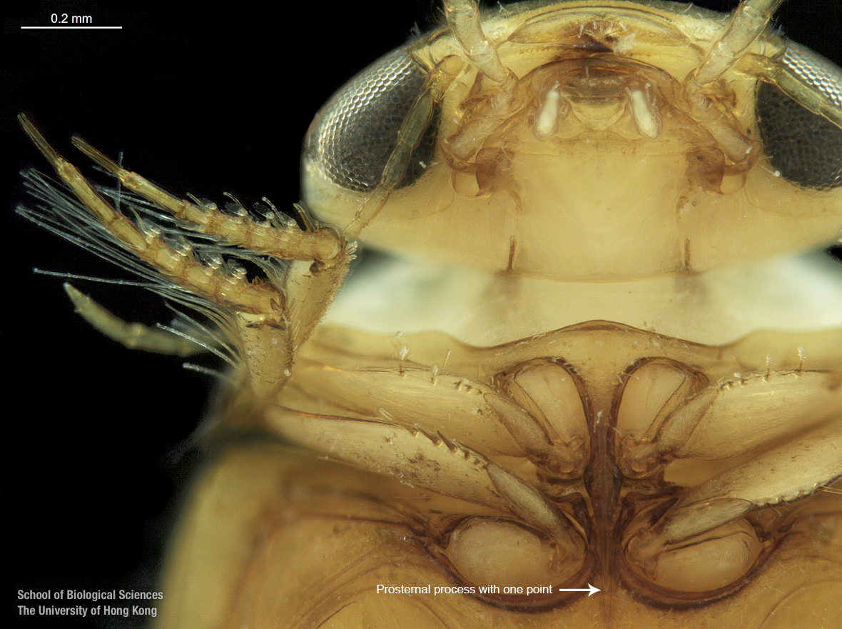 Head in ventral view